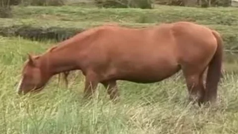 wazoo-pounding Cowboys
